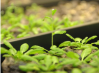 Тканевая инженерия растений улучшает устойчивость к засухе и засоленности почвы